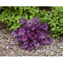 Гейхера гібридна ’Вілд Роуз’|Heuchera hybrida ’Wild Rose’|Гейхера гибридная ’Вилд Роуз’