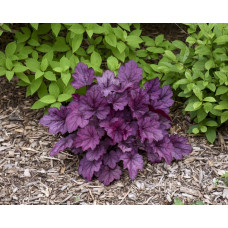 Гейхера гібридна ’Вілд Роуз’|Heuchera hybrida ’Wild Rose’|Гейхера гибридная ’Вилд Роуз’