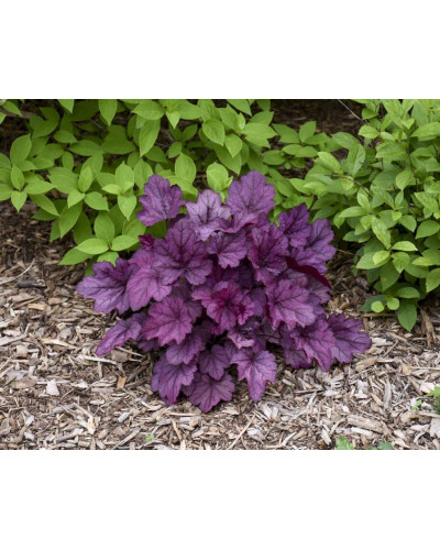 Гейхера гібридна ’Вілд Роуз’|Heuchera hybrida ’Wild Rose’|Гейхера гибридная ’Вилд Роуз’