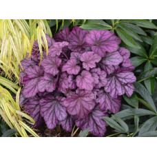 Гейхера гібридна ’Вілд Роуз’|Heuchera hybrida ’Wild Rose’|Гейхера гибридная ’Вилд Роуз’
