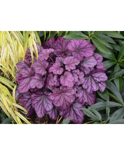 Гейхера гібридна ’Вілд Роуз’|Heuchera hybrida ’Wild Rose’|Гейхера гибридная ’Вилд Роуз’