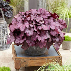 Гейхера гібридна ’Вілд Роуз’|Heuchera hybrida ’Wild Rose’|Гейхера гибридная ’Вилд Роуз’