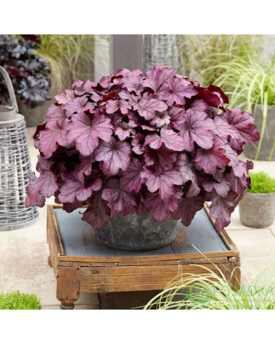 Гейхера гібридна ’Вілд Роуз’|Heuchera hybrida ’Wild Rose’|Гейхера гибридная ’Вилд Роуз’