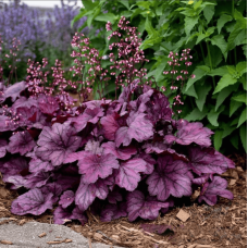 Гейхера гібридна ’Вілд Роуз’|Heuchera hybrida ’Wild Rose’|Гейхера гибридная ’Вилд Роуз’
