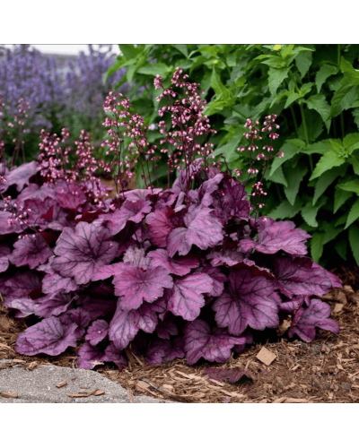 Гейхера гібридна ’Вілд Роуз’|Heuchera hybrida ’Wild Rose’|Гейхера гибридная ’Вилд Роуз’