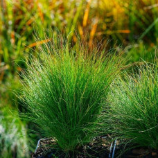 Вівсяниця блакитна/сиза ‘Валберла’|Festuca ‘Walberla’|Овсяница голубая/серая ‘Валберла’