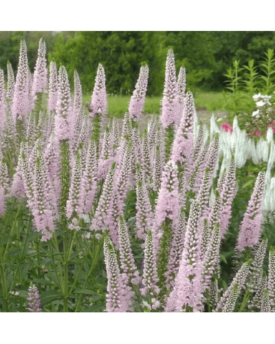 Вероніка колосиста Фірст Чойс (світло-рожева) | Veronica spicata `First Choice` | Вероника колосистая Фирст Чойс (светло-розовая)