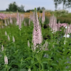 Вероніка колосиста Фірст Чойс (світло-рожева) | Veronica spicata `First Choice` | Вероника колосистая Фирст Чойс (светло-розовая)
