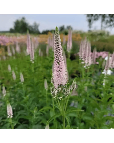Вероніка колосиста Фірст Чойс (світло-рожева) | Veronica spicata `First Choice` | Вероника колосистая Фирст Чойс (светло-розовая)