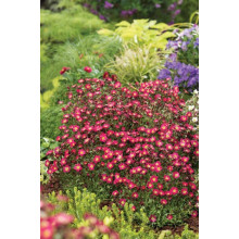 Ломикамінь Арендса Піксі Пан Ред | Saxifraga Arendsii Pixi Pan Red | Камнеломка Арендса Пикси Пан Ред