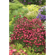 Ломикамінь Арендса Піксі Пан Ред | Saxifraga Arendsii Pixi Pan Red | Камнеломка Арендса Пикси Пан Ред