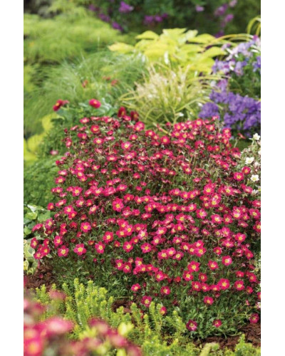 Ломикамінь Арендса Піксі Пан Ред | Saxifraga Arendsii Pixi Pan Red | Камнеломка Арендса Пикси Пан Ред