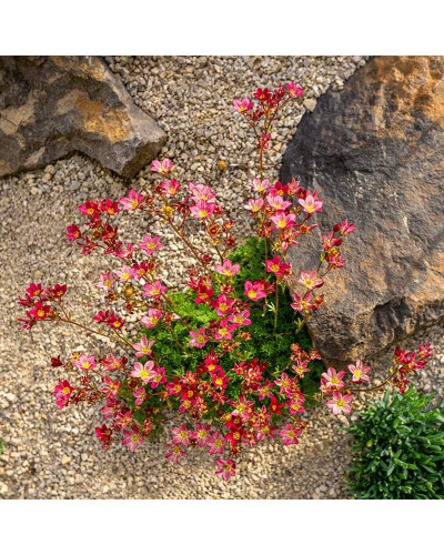 Ломикамінь Арендса Піксі Пан Ред | Saxifraga Arendsii Pixi Pan Red | Камнеломка Арендса Пикси Пан Ред
