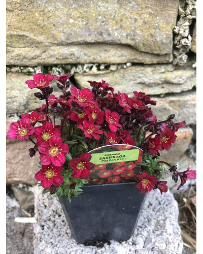 Ломикамінь Арендса Піксі Пан Ред | Saxifraga Arendsii Pixi Pan Red | Камнеломка Арендса Пикси Пан Ред