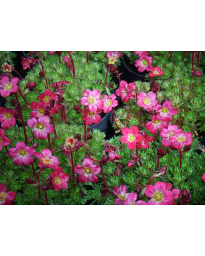 Ломикамінь Арендса Піксі Пан Ред | Saxifraga Arendsii Pixi Pan Red | Камнеломка Арендса Пикси Пан Ред