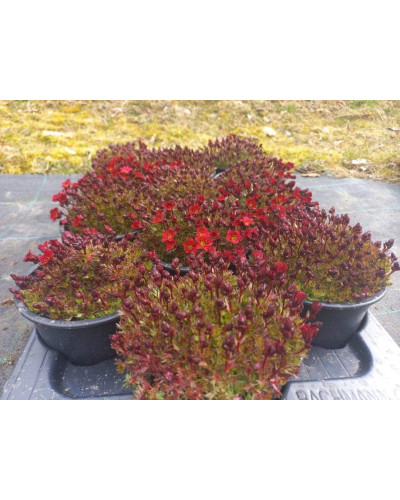 Ломикамінь Арендса Піксі Пан Ред | Saxifraga Arendsii Pixi Pan Red | Камнеломка Арендса Пикси Пан Ред