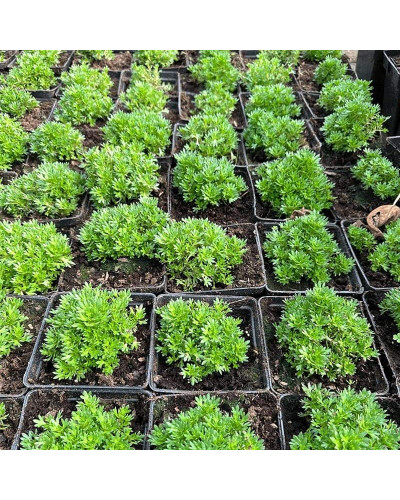 Ломикамінь Арендса Піксі Пан Ред | Saxifraga Arendsii Pixi Pan Red | Камнеломка Арендса Пикси Пан Ред