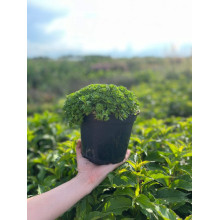 Ломикамінь Арендса Піксі Пан Ред | Saxifraga Arendsii Pixi Pan Red | Камнеломка Арендса Пикси Пан Ред