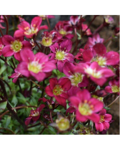 Ломикамінь Арендса Піксі Пан Ред | Saxifraga Arendsii Pixi Pan Red | Камнеломка Арендса Пикси Пан Ред