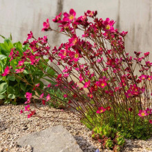 Ломикамінь Арендса Піксі Пан Ред | Saxifraga Arendsii Pixi Pan Red | Камнеломка Арендса Пикси Пан Ред