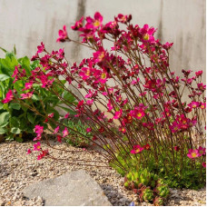 Ломикамінь Арендса Піксі Пан Ред | Saxifraga Arendsii Pixi Pan Red | Камнеломка Арендса Пикси Пан Ред