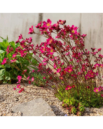 Ломикамінь Арендса Піксі Пан Ред | Saxifraga Arendsii Pixi Pan Red | Камнеломка Арендса Пикси Пан Ред
