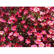 Ломикамінь Арендса Піксі Пан Ред | Saxifraga Arendsii Pixi Pan Red | Камнеломка Арендса Пикси Пан Ред