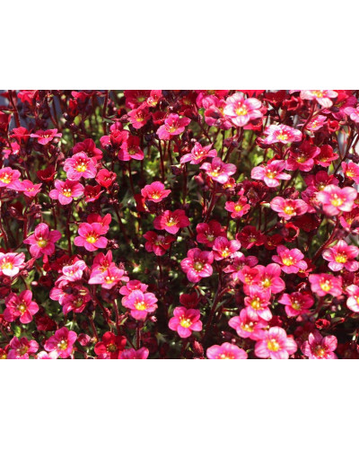Ломикамінь Арендса Піксі Пан Ред | Saxifraga Arendsii Pixi Pan Red | Камнеломка Арендса Пикси Пан Ред