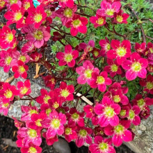Ломикамінь Арендса Піксі Пан Ред | Saxifraga Arendsii Pixi Pan Red | Камнеломка Арендса Пикси Пан Ред