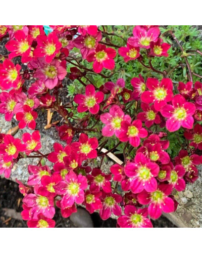 Ломикамінь Арендса Піксі Пан Ред | Saxifraga Arendsii Pixi Pan Red | Камнеломка Арендса Пикси Пан Ред