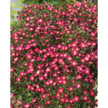 Ломикамінь Арендса Піксі Пан Ред | Saxifraga Arendsii Pixi Pan Red | Камнеломка Арендса Пикси Пан Ред