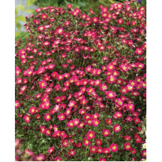 Ломикамінь Арендса Піксі Пан Ред | Saxifraga Arendsii Pixi Pan Red | Камнеломка Арендса Пикси Пан Ред