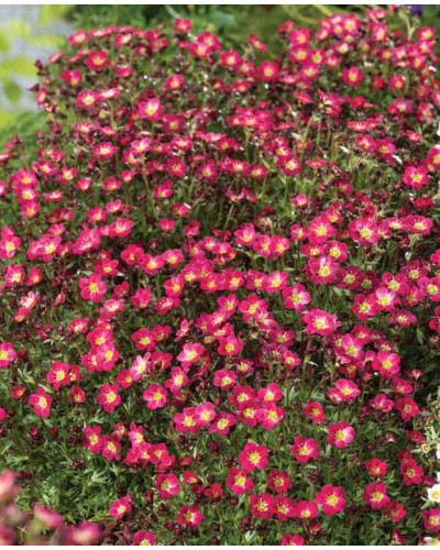 Ломикамінь Арендса Піксі Пан Ред | Saxifraga Arendsii Pixi Pan Red | Камнеломка Арендса Пикси Пан Ред