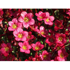 Ломикамінь Арендса Піксі Пан Ред | Saxifraga Arendsii Pixi Pan Red | Камнеломка Арендса Пикси Пан Ред