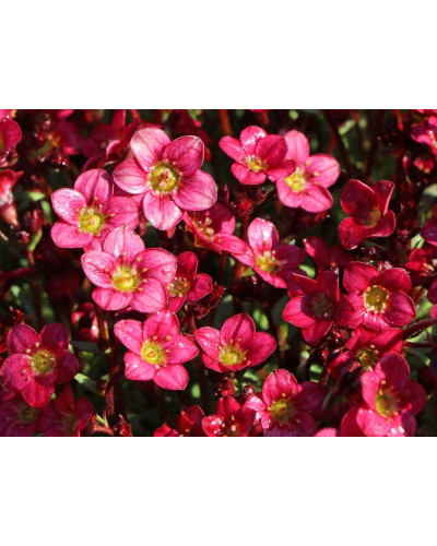 Ломикамінь Арендса Піксі Пан Ред | Saxifraga Arendsii Pixi Pan Red | Камнеломка Арендса Пикси Пан Ред