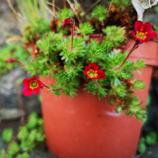 Ломикамінь Арендса Піксі Пан Ред | Saxifraga Arendsii Pixi Pan Red | Камнеломка Арендса Пикси Пан Ред