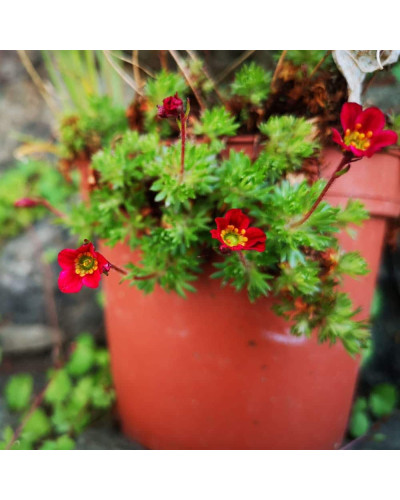 Ломикамінь Арендса Піксі Пан Ред | Saxifraga Arendsii Pixi Pan Red | Камнеломка Арендса Пикси Пан Ред