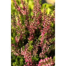 Верес звичайний Атен (пурпурно-червоний) | Calluna vulgaris Athene (purple-red) | Вереск обыкновенный Атен (пурпурно-красный)