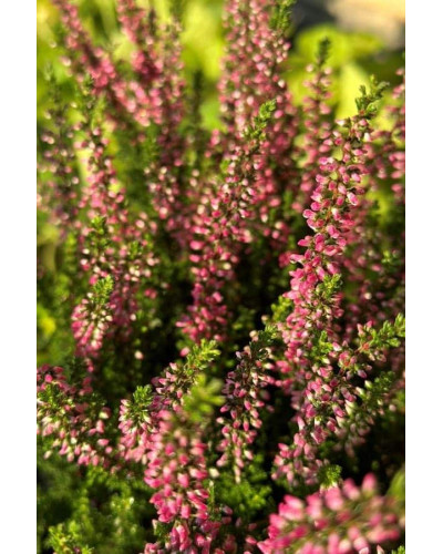 Верес звичайний Атен (пурпурно-червоний) | Calluna vulgaris Athene (purple-red) | Вереск обыкновенный Атен (пурпурно-красный)