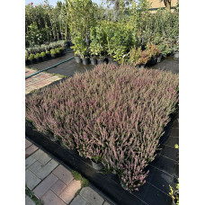 Верес звичайний Атен (пурпурно-червоний) | Calluna vulgaris Athene (purple-red) | Вереск обыкновенный Атен (пурпурно-красный)