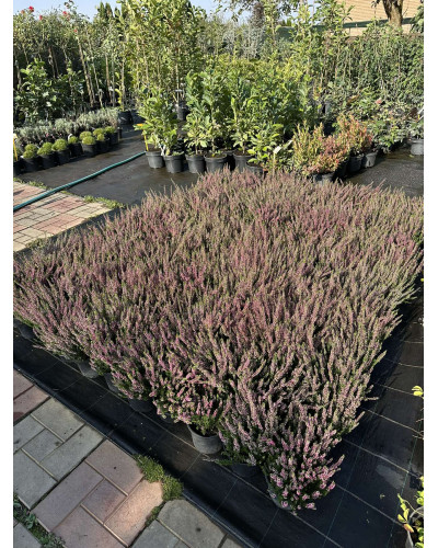 Верес звичайний Атен (пурпурно-червоний) | Calluna vulgaris Athene (purple-red) | Вереск обыкновенный Атен (пурпурно-красный)