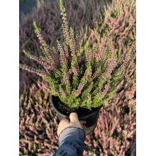 Верес звичайний Атен (пурпурно-червоний) | Calluna vulgaris Athene (purple-red) | Вереск обыкновенный Атен (пурпурно-красный)