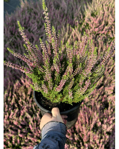 Верес звичайний Атен (пурпурно-червоний) | Calluna vulgaris Athene (purple-red) | Вереск обыкновенный Атен (пурпурно-красный)