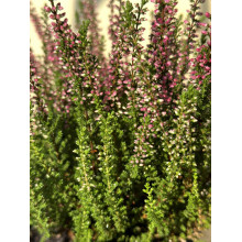Верес звичайний Атен (пурпурно-червоний) | Calluna vulgaris Athene (purple-red) | Вереск обыкновенный Атен (пурпурно-красный)