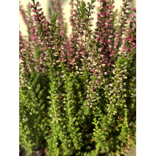 Верес звичайний Атен (пурпурно-червоний) | Calluna vulgaris Athene (purple-red) | Вереск обыкновенный Атен (пурпурно-красный)
