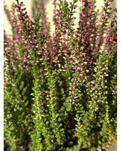 Верес звичайний Атен (пурпурно-червоний) | Calluna vulgaris Athene (purple-red) | Вереск обыкновенный Атен (пурпурно-красный)