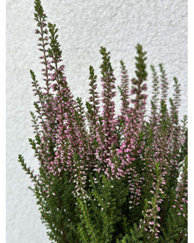 Верес звичайний Атен (пурпурно-червоний) | Calluna vulgaris Athene (purple-red) | Вереск обыкновенный Атен (пурпурно-красный)