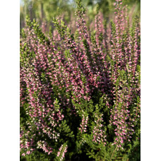Верес звичайний Атен (пурпурно-червоний) | Calluna vulgaris Athene (purple-red) | Вереск обыкновенный Атен (пурпурно-красный)