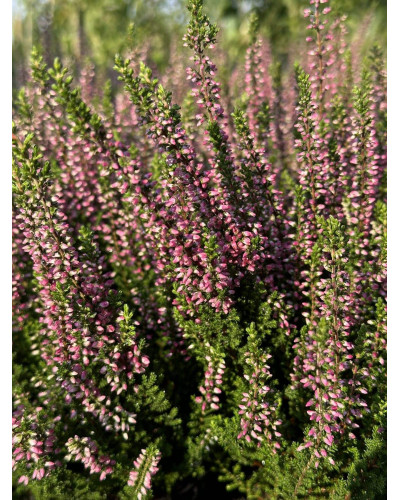 Верес звичайний Атен (пурпурно-червоний) | Calluna vulgaris Athene (purple-red) | Вереск обыкновенный Атен (пурпурно-красный)