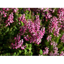Верес звичайний ’Дуня/Дунджа’ (рожевий)|Calluna vulgaris ’Dunja’ / ’Dundja’|Вереск обыкновенный ’Дуня/Дунджа’ (розовый)